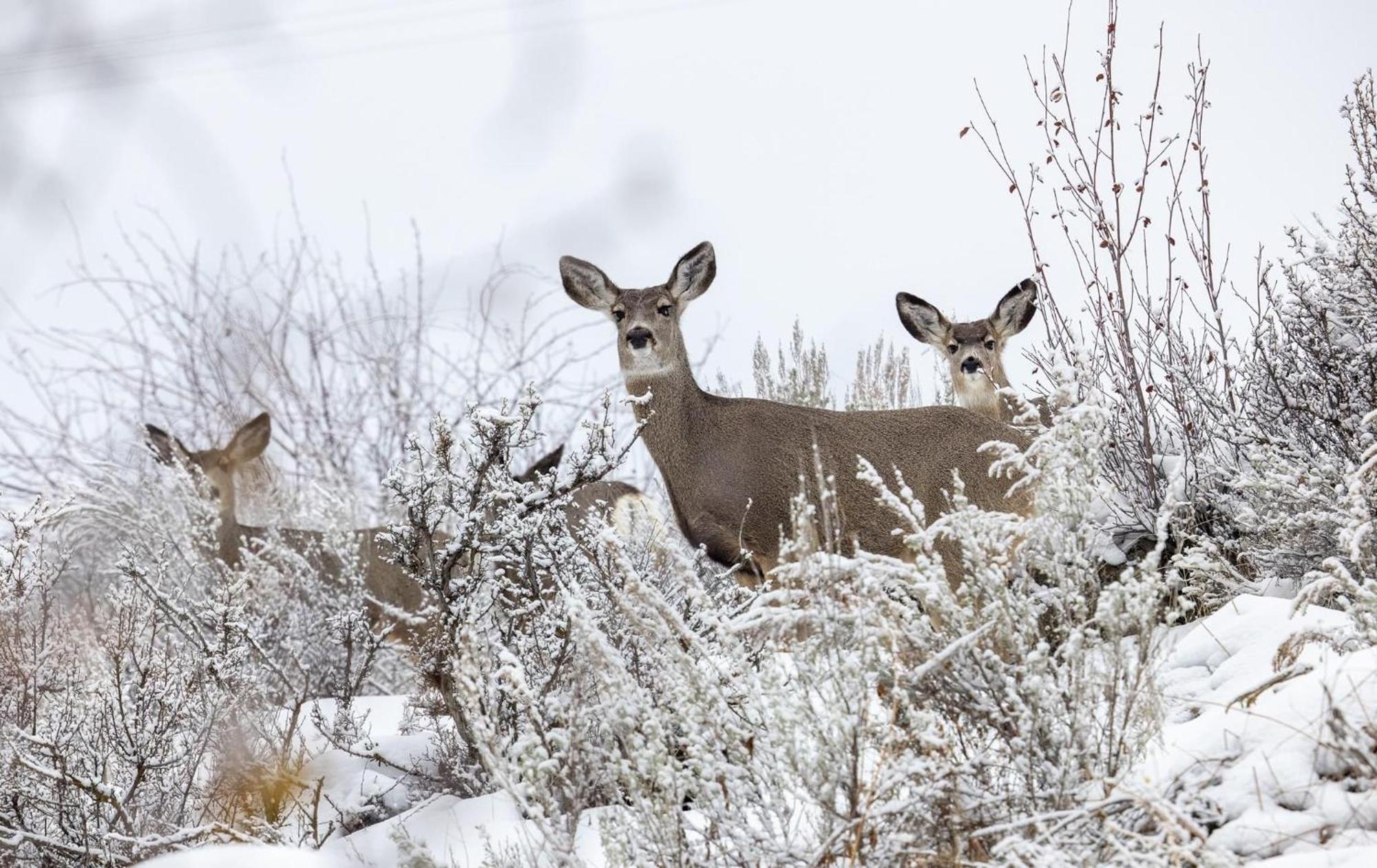 Casia Lodge And Ranch Twisp Bagian luar foto
